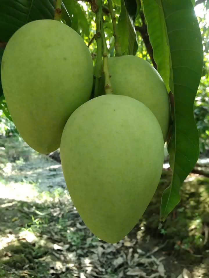 Xoài Chu Tươi