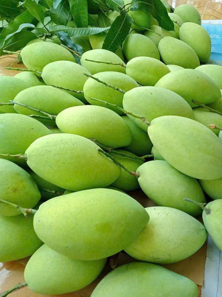 Xoài Cát Hòa lộc