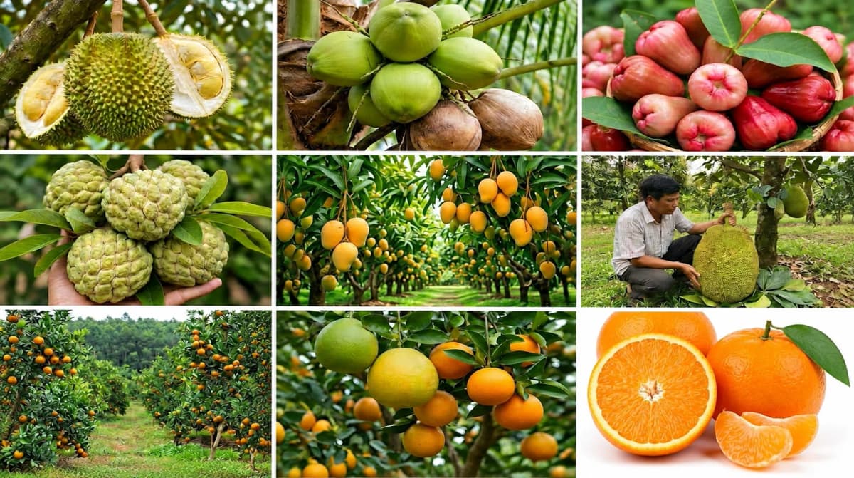 Quản lý nhiều vùng sản xuất: Bài toán thống nhất tiêu chuẩn