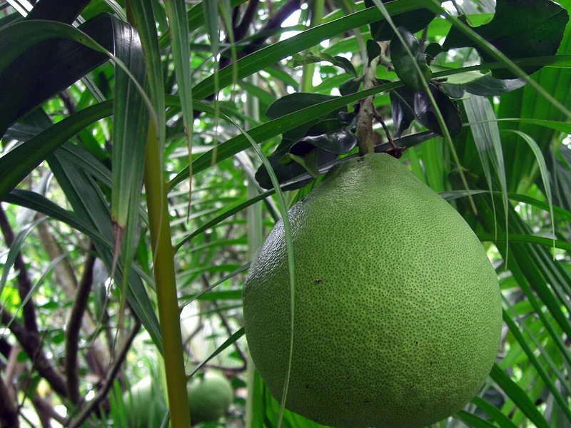 Bưởi